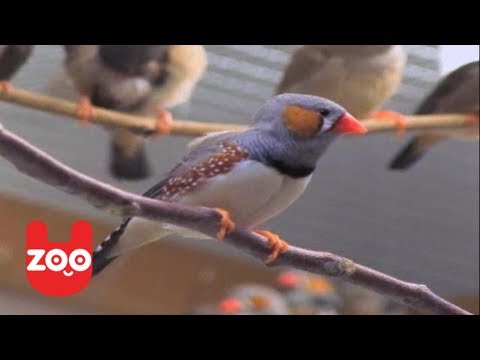 how to cure zebra finches