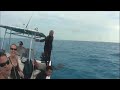 10ft Tiger Shark Caught by Hand