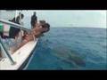10ft Tiger Shark Caught by Hand