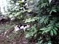 kucing aneh pemakan rumput