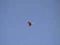 Flycat 46 Vid 2