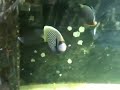 Emperor Angel and naso tang