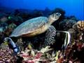 Tahiti, earth's prized possesion