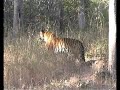 kanha tigers