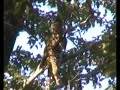 kanha tigers