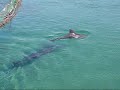 Dolphin Reef Eilat  - ??? ????????? ????