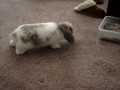 Bunny Lulu learning to jump. Bunny Lulu learning to jump.
