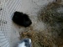3 pigs outside