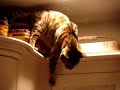 Zip Jumping - Bengal Cat jumping from high above