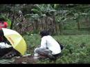 Gn Pangrango, Jalur Tjiheulang, Pasir Datar, 2006 (1)