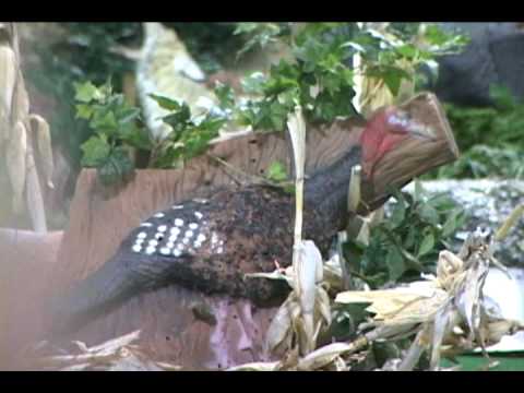 Good Luck Turkey Hunters From Taggin Out Hunting