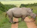 moonwalking rhino cant stop pooing
