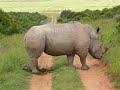 Moonwalking Rhino cant stop pooing Moonwalking Rhino cant stop pooing