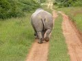 moonwalking rhino cant stop pooing