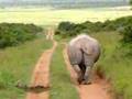 Moonwalking Rhino cant stop pooing