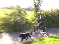 Portuguese waterdog Kaysea and the Kick-Bike Portuguese waterdog Kaysea and the Kick-Bike