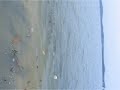 Jellies galore
