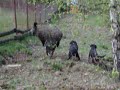 slovenske-kopovi-v-obore2.html