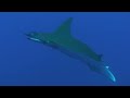 Diving In Azores With More Than 20 Manta Rays 45 Miles Off Faial Island