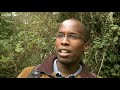 Young Pretender - Mountain Gorillas - BBC Two