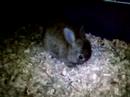 Introducing Fuzzbutt
