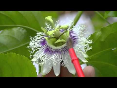 how to fertilize passion fruit