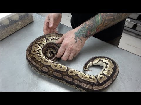 YouTube reptile video