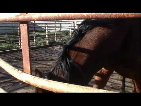 horses grand national horses grand national