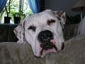 My Bulldog Freja! My Bulldog Freja!