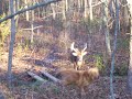 Doggone that deer, dear!