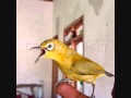 DOWNLOAD VIDIO SUARA BURUNG PLECI - DURASI PANJANG
