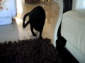 [video]