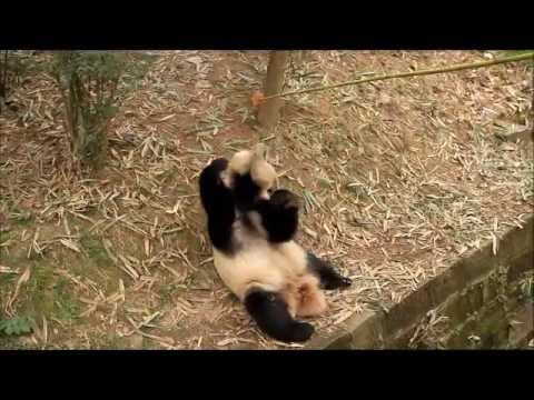 lazy panda - Sometimes pandas are just too lazy to get up. Either out of pity or out of patience, the panda keeper volunteer eventually lowers down the bamboo stick and t...