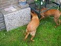 Podenco jaagt op muis