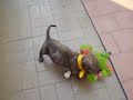 Pit Bull Endemoniado Pit Bull Endemoniado