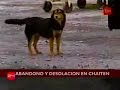 Más de medio millar de animales domésticos deambulan a su suerte hace una semana por las calles del evacuado poblado de Chaitén tras ser abandonados por sus amos que huyeron de la erupción del volcán del mismo nombre.