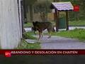 El drama de las mascotas en Chaitén