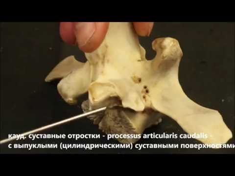Поясничные позвонки домашних животных