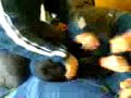 Video ql Video ql