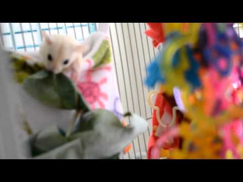 how to love sugar glider