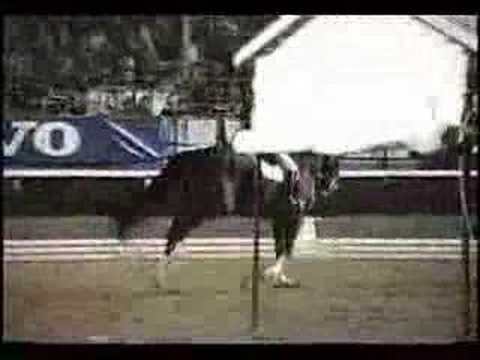 Gifted Dressage at Devon 1991
