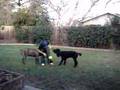 Mastiff