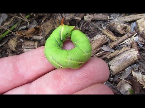 how to eliminate oleander caterpillars