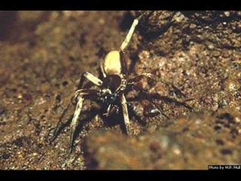 top ten endangered species