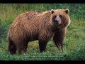 top ten endangered species