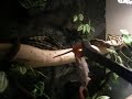 repas morelia spilota variegata repas morelia spilota variegata