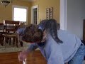 Monkey the Cat Does Pushups Monkey the Cat Does Pushups