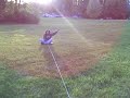 sled pulling at jellystone