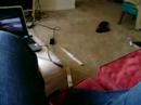 Venora the Cat
