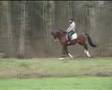 videos de tuigpaard dutch harness horse